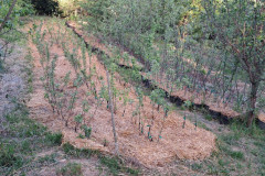agpcider-11
