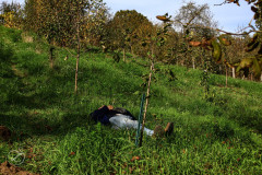 agpcider-15